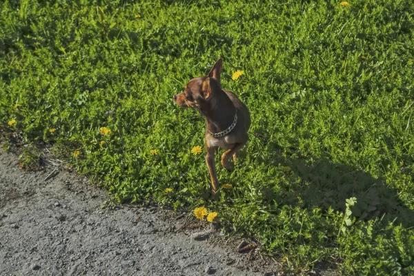 Small dog breed Prague Ratter on a walk in the park. — Stock Photo, Image