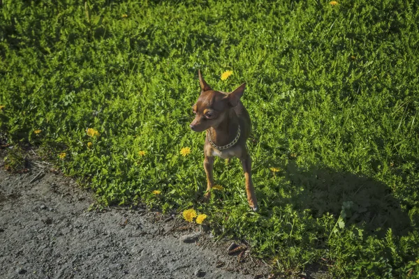 Pequeño perro crianza Praga Ratter en un paseo en el parque . —  Fotos de Stock