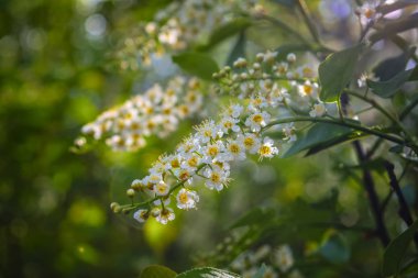 Bulanık bir arka plan üzerinde beyaz kuş kiraz parkta çiçekli dalı bahar sahnesi.