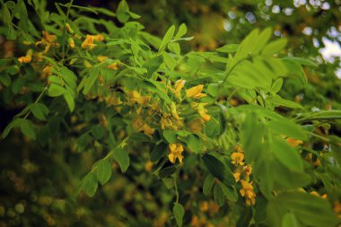 Bulanık bir arka plan üzerinde sarı akasya park çiçekli dalı bahar sahnesi.