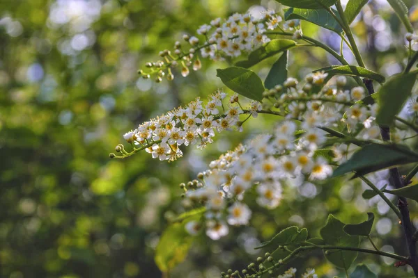 Adegan musim semi di taman cabang berbunga burung putih cherry pada latar belakang kabur . — Stok Foto