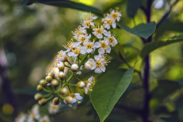 Escena de primavera en la rama floreciente del parque de cereza blanca sobre un fondo borroso . — Foto de Stock