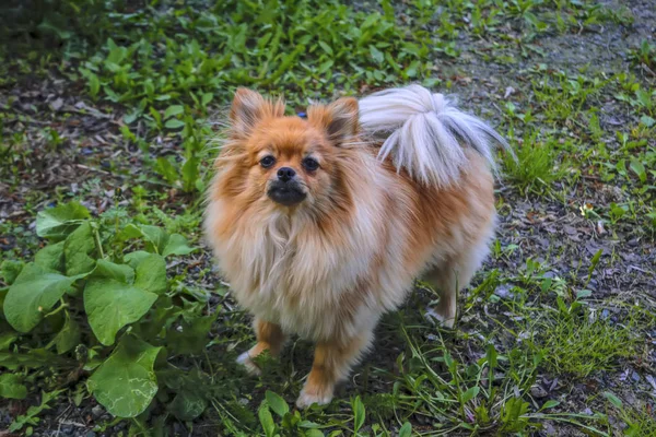 En liten hund med fluffiga päls promenader på gräsmattan. — Stockfoto