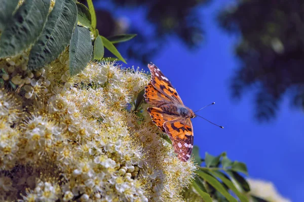 Бабочка на цветущей рябиновой ветке крупным планом . — стоковое фото
