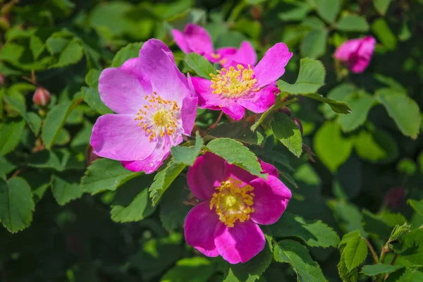 Blommande grenar av vild ros på en suddig bakgrund. Vacker rosa vild ros blomma med suddiga gröna blad och sol ljus på bakgrunden. — Stockfoto