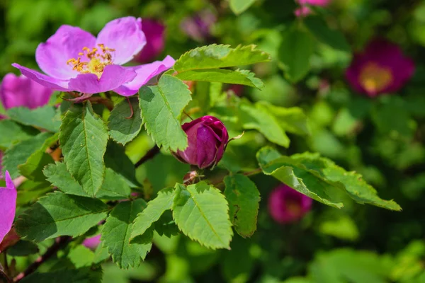Blommande grenar av vild ros på en suddig bakgrund. Vacker rosa vild ros blomma med suddiga gröna blad och sol ljus på bakgrunden. — Stockfoto