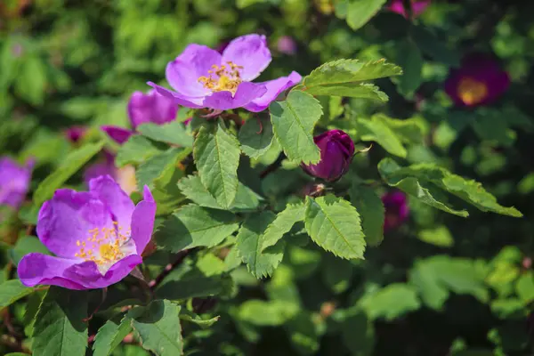 Blommande grenar av vild ros på en suddig bakgrund. Vacker rosa vild ros blomma med suddiga gröna blad och sol ljus på bakgrunden. — Stockfoto