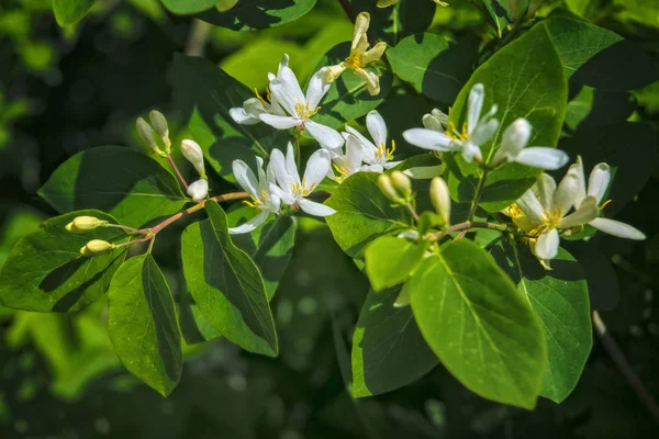 Frangula alnus çiçekli çalı, çiçek açan beyaz çiçek yakın detay, koyu yeşil yaprakları bulanık arka plan.