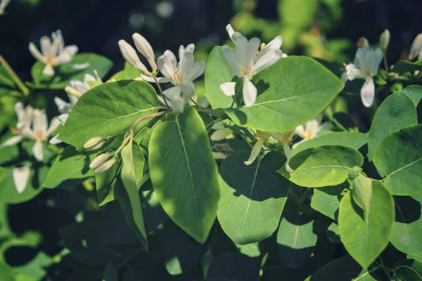 Frangula alnus flowering bush, blooming white flower close up detail, dark green leaves blurry background. — Stock Photo, Image