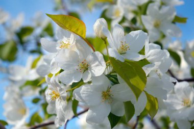 Yabani elma çiçekler. Elma ağacı çiçek yakın çekim arka plan