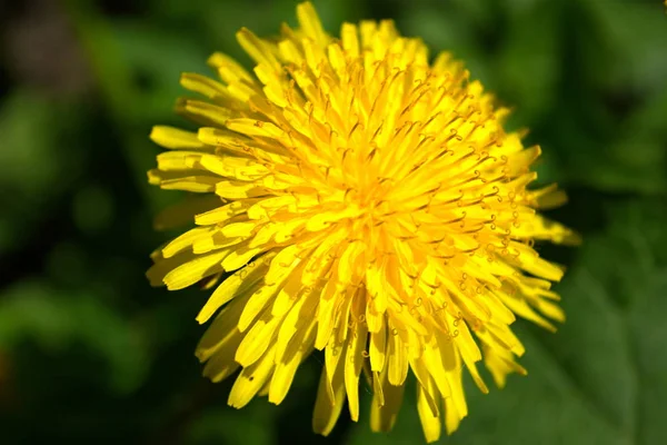 Yellow bright spring flowers dandelion on a blurred background. — Stock Photo, Image