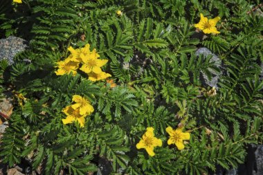 Argentina anserina or Potentilla anserina. It is known by the common names silverweed or silverweed cinquefoil. Natural green plant background, yellow flowers. clipart