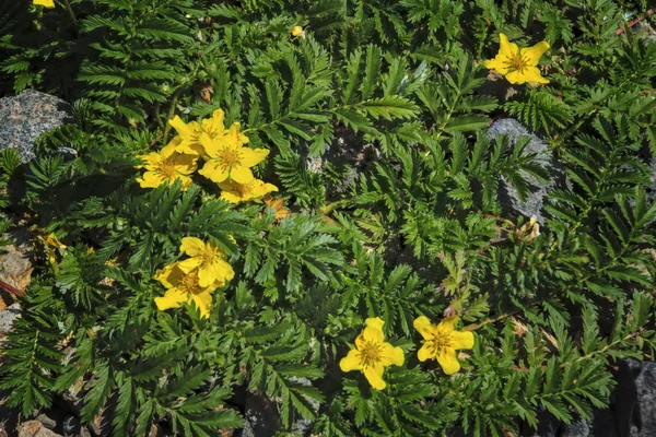 Arjantin Anserina veya Potentilla Anserina. Bu ortak isimler silverweed veya silverweed cinquefoil tarafından bilinmektedir. Doğal yeşil bitki arka plan, sarı çiçekler.
