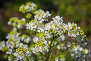 Bulanık arka planda beyaz yaz yaban çiçekleri.