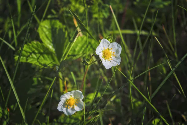 ぼやけた背景に白い夏の野生の花. — ストック写真