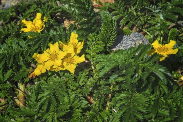 Argentina anserina or Potentilla anserina. It is known by the common names silverweed or silverweed cinquefoil. Natural green plant background, yellow flowers. — Stock Photo, Image