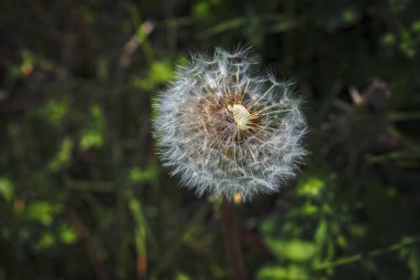 Doğal bulanık yeşil arka planda beyaz karahindiba tohumları, yakın. Beyaz kabarık karahindiba, çayır.