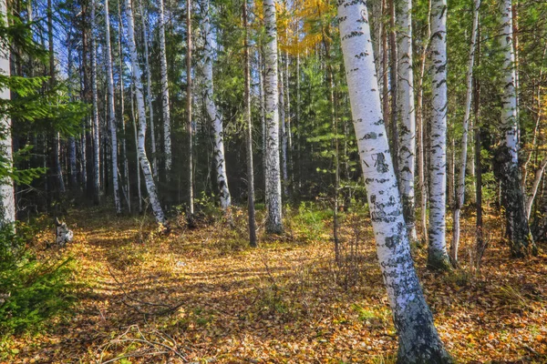 Paisagem de outono, Árvores e Folhas, floresta nebulosa . — Fotografia de Stock