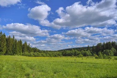 Kozalaklı bir orman ve mavi gökyüzü arka planda yeşil çim ente ve yabani çiçekler ile Yaz çayır manzara.