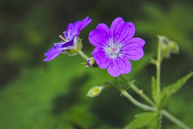 Ahşap vinç, ahşap sardunya, Sardunya sylvaticum.