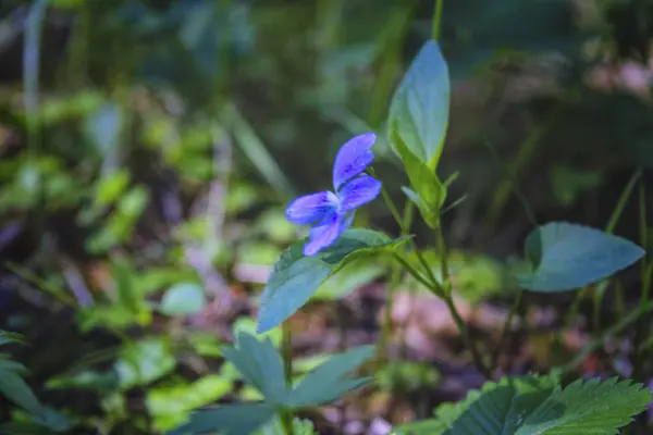 Schöne blaue Sommer Waldblume auf einem verschwommenen grünen Hintergrund. — Stockfoto