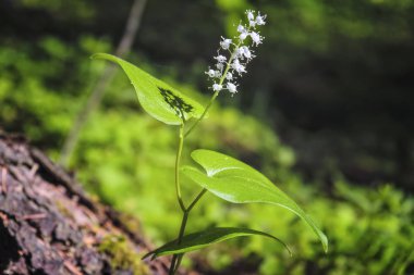 Yaz beyaz kır çiçekleri ve yeşil bitkiler güneş ışığında çayır.