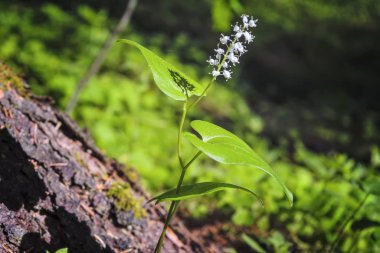 Yaz beyaz kır çiçekleri ve yeşil bitkiler güneş ışığında çayır.