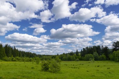 Kozalaklı bir orman ve mavi gökyüzü arka planda yeşil çim ente ve yabani çiçekler ile Yaz çayır manzara.