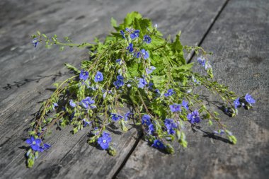 Ahşap bir masanın arka planına karşı Orman Mavisi çiçekler.