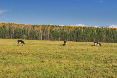 inekler çayır sonbahar manzara otlatmak