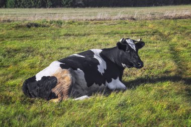 inekler çayır sonbahar manzara otlatmak
