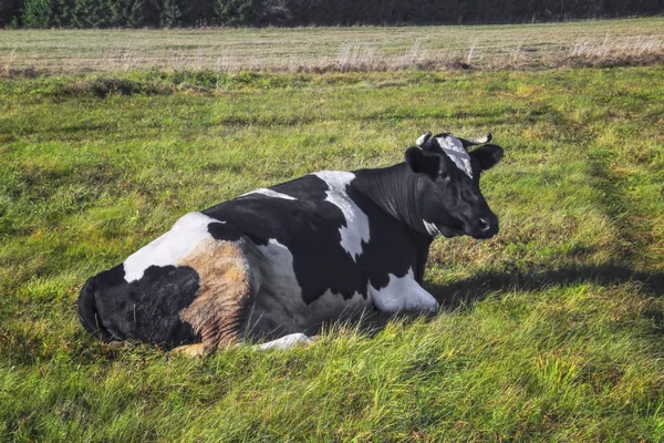 Коровы пасутся на лугу осенний пейзаж — стоковое фото