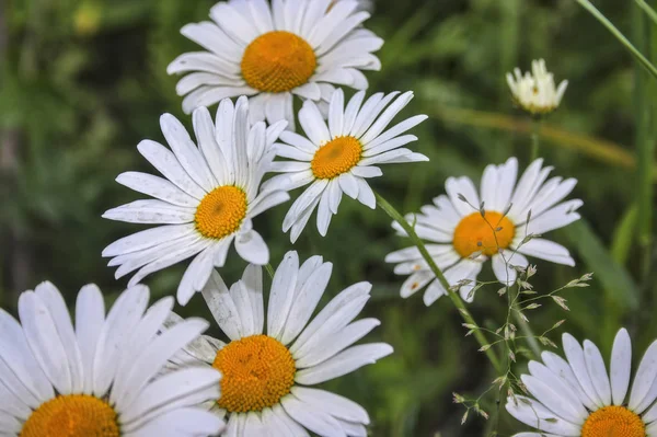 Flores de uma camomila em um fundo embaçado . — Fotografia de Stock