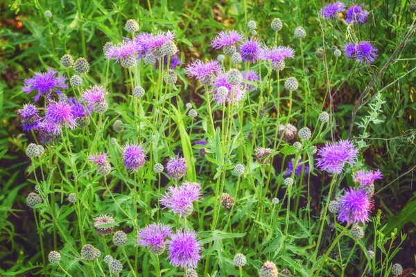 Blumen blau-violett Hintergrund. Rosafarbene Distelblume. — Stockfoto