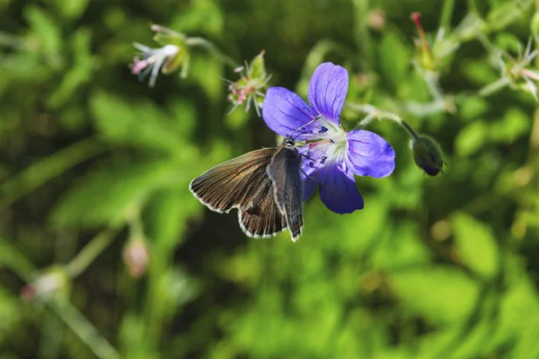 森林ゼラニウムの花の上のポリオマトゥスアマンダス蝶. — ストック写真