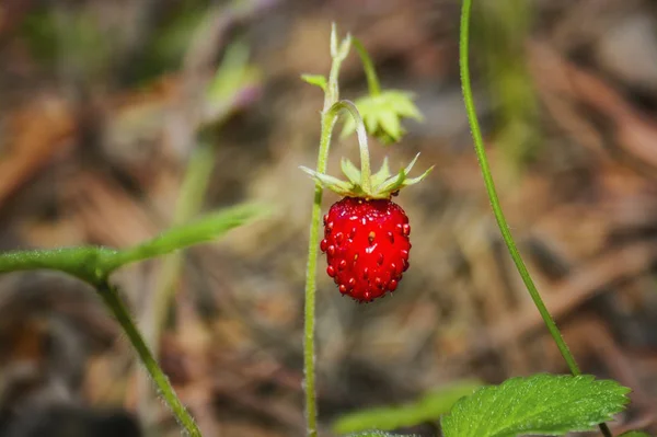 Ripe red wild strawberry berry on a blurred green background. — Stock Photo, Image
