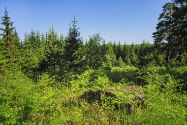 Kozalaklı bir ormanın arka planında yeşil çimenler ve yabani çiçeklerle dolu yaz çayırı manzarası.