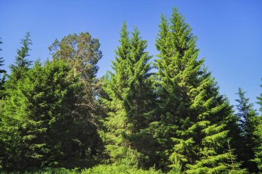 Kozalaklı bir ormanın arka planında yeşil çimenler ve yabani çiçeklerle dolu yaz çayırı manzarası.