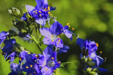 Polemonyum caeruleum, Jacob 'ın merdiveni ya da Yunan kediotu olarak bilinir..