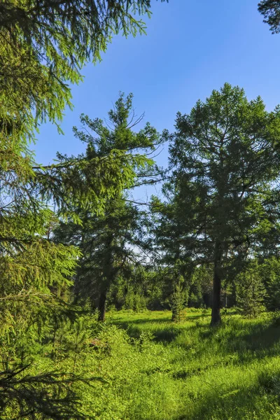 Paisaje del prado de verano con hierba verde y flores silvestres en el fondo de un bosque de coníferas . — Foto de Stock