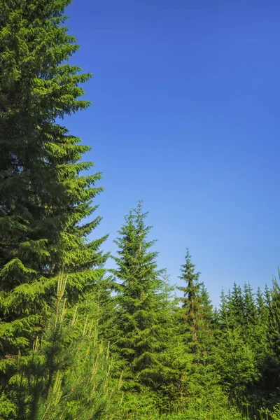 Paisaje del prado de verano con hierba verde y flores silvestres en el fondo de un bosque de coníferas . — Foto de Stock