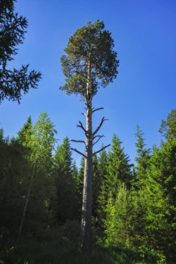 Kozalaklı bir ormanın arka planında yeşil çimenler ve yabani çiçeklerle dolu yaz çayırı manzarası.
