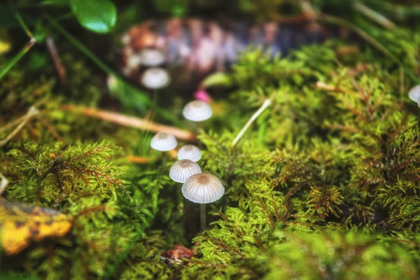 Mushrooms Mycena in summer forest among moss. Mushroom in the forest. — Stock Photo, Image