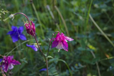 Yaz aylarında güneş ışığı ışınları doğada bir çayır vahşi çiçekler. Otlar bir arka planda bir çayır vahşi çiçekler.