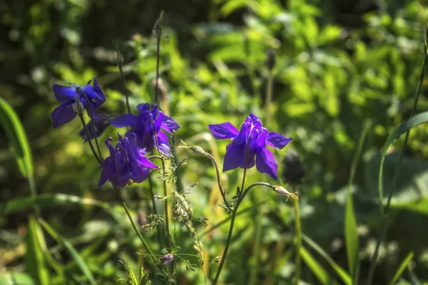 Flores selvagens em um prado na natureza nos raios da luz solar no verão. Flores selvagens em um prado em um contexto de ervas . — Fotografia de Stock