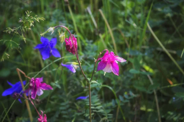Flores silvestres en un prado en la naturaleza en los rayos del sol en verano. Flores silvestres en un prado sobre un fondo de hierbas . —  Fotos de Stock