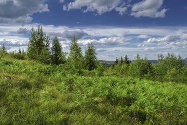 Kozalaklı bir ormanın arka planında yeşil çimenler ve yabani çiçeklerle dolu yaz çayırı manzarası.