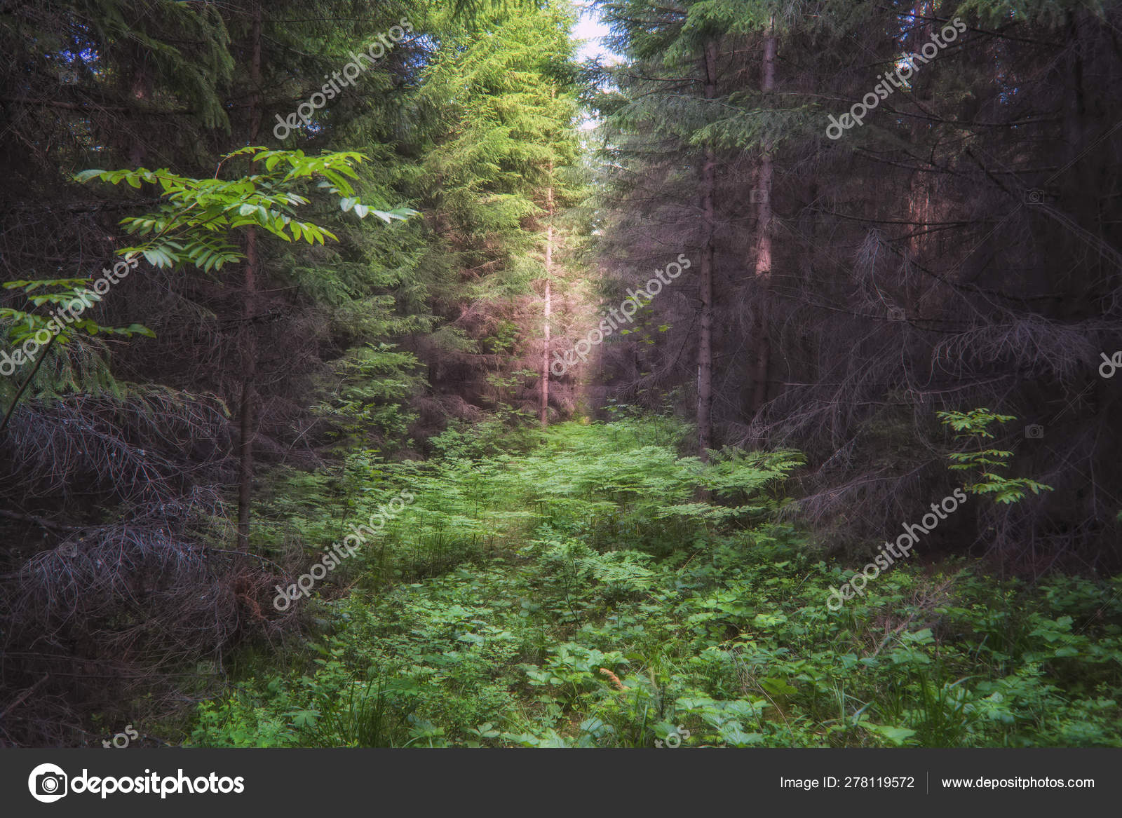 暗いモミの森 暗い苔むした森の木の背景 モッシーフォレストの木の眺め ストック写真 C Berislavskiy
