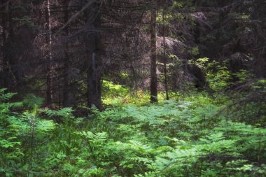 Koyu köknar ormanı. Koyu yosunlu orman ağaçları arka plan. Yosunlu orman ağaçları görünümü.