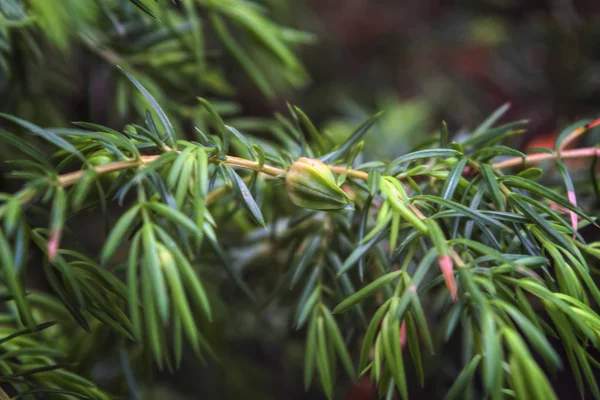 Ramas de enebro sobre un fondo verde borroso. Primer plano de ramas de enebro verde oscuro con hojas como agujas y conos como bayas . — Foto de Stock